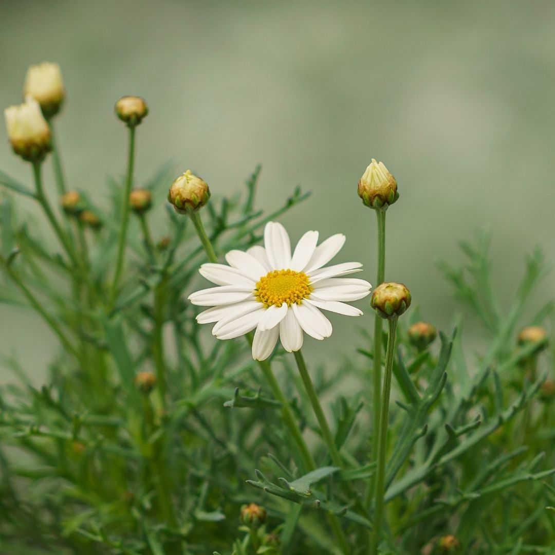 Daisy – Sassy White – 4.5″ Pot